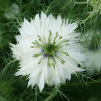 Weiß african nigella samen for anpflanzung