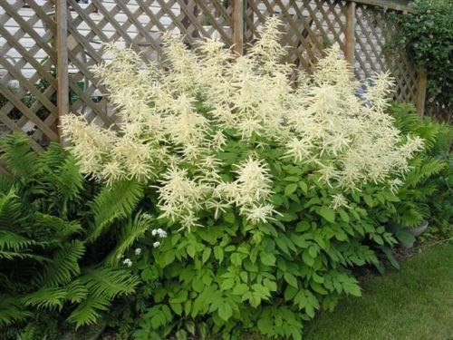 Non gmo weiß aruncus dioicus samen