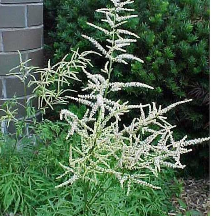 Ornamental weiß aruncus dioicus garten pflanze