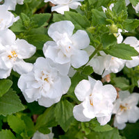 Non-gmo weiß bacopa samen