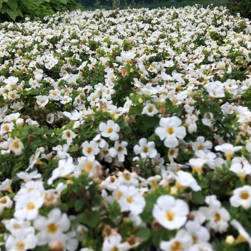 Ornamental weiß bacopa trailing pflanze