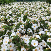 Ornamental weiß bacopa trailing pflanze