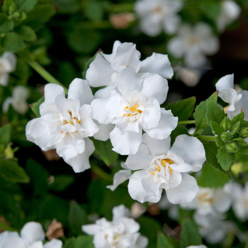 Weiß bacopa blume samen for anpflanzung