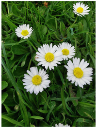 Weiß bellis blumen blooming in garten
