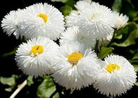 Non gmo weiß bellis blume samen
