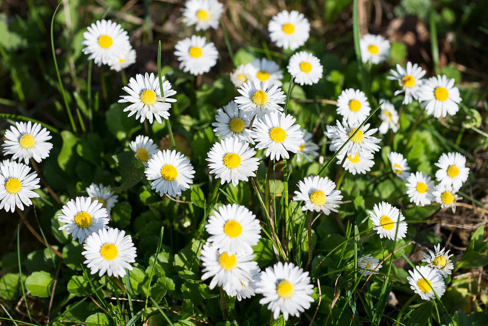 Ornamental weiß bellis samen for gardens