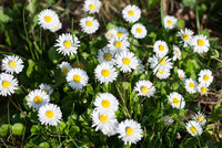 Ornamental weiß bellis samen for gardens