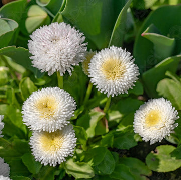 Weiß bellis blume samen for anpflanzung