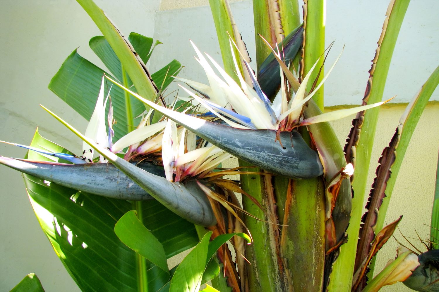 High germination weiß bird of paradise samen