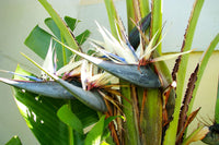 High germination weiß bird of paradise samen