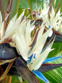 Weiß bird of paradise indoor potted pflanze