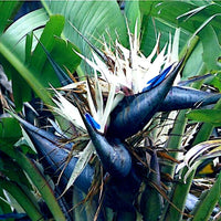 Non gmo weiß bird of paradise samen
