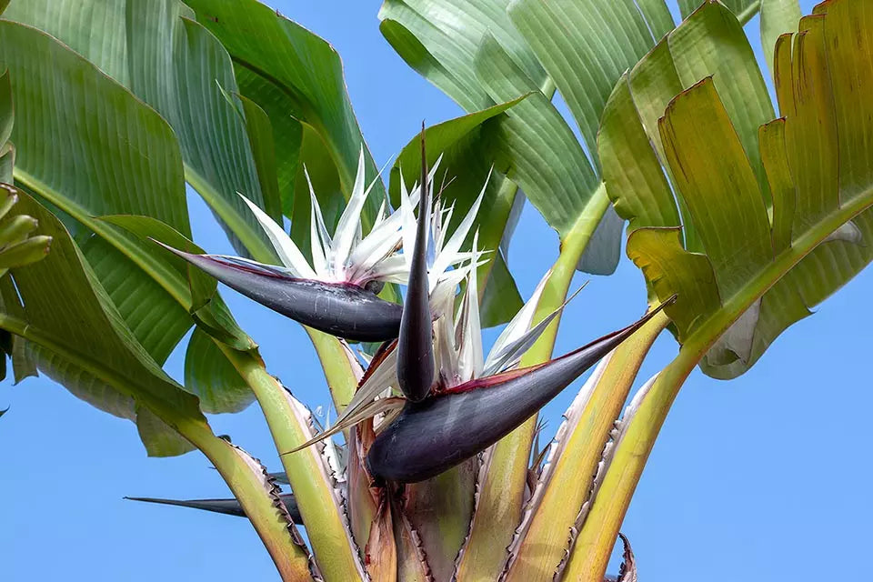 Ornamental weiß bird of paradise tropical pflanze