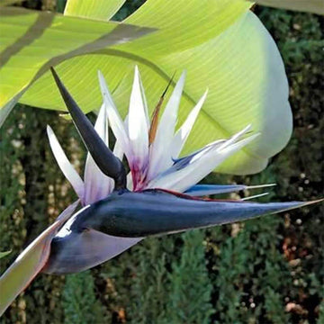 Weiß bird of paradise blume samen for anpflanzung