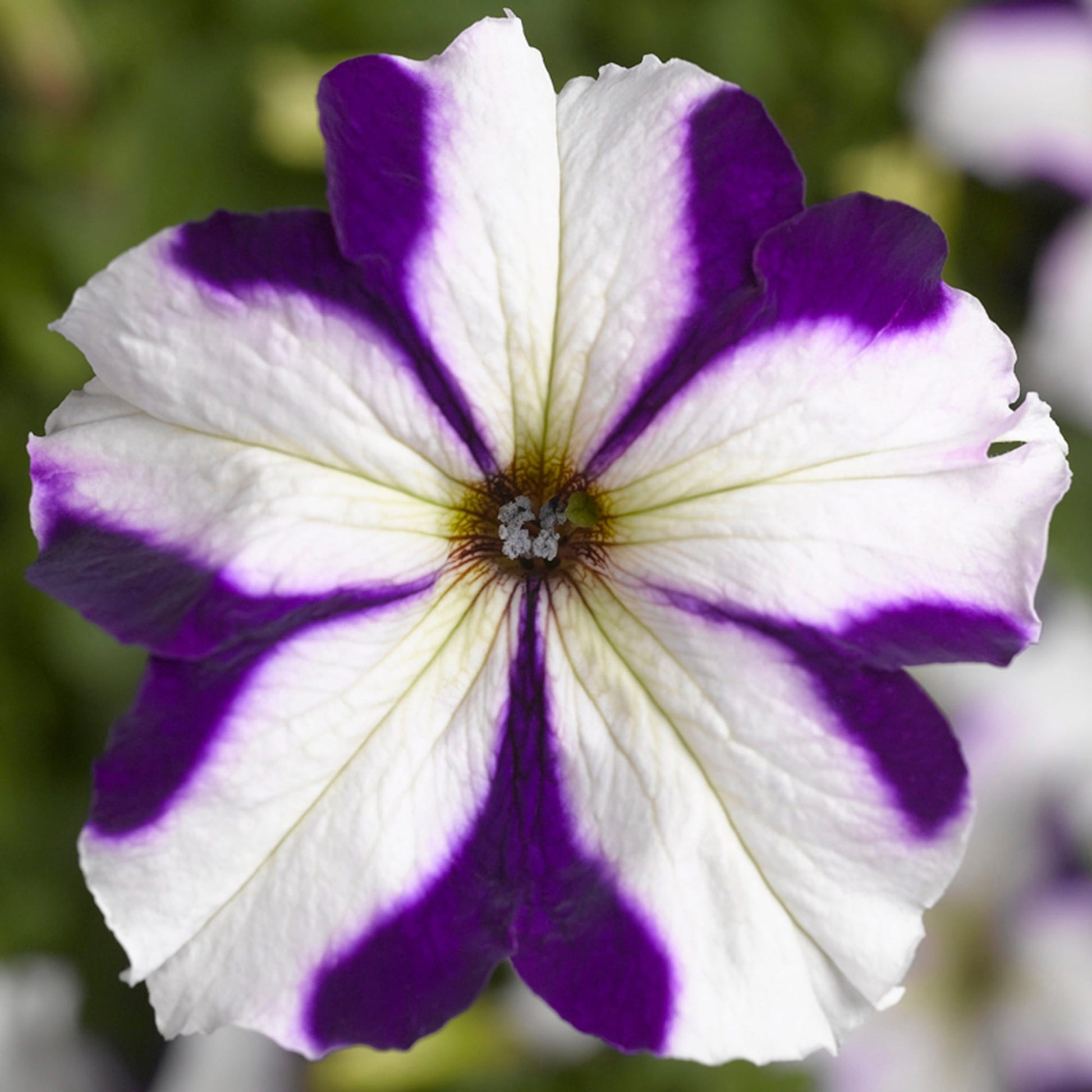 Non gmo weiß blau star petunia blume samen