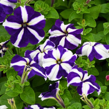 Weiß blau star petunia blume samen for anpflanzung