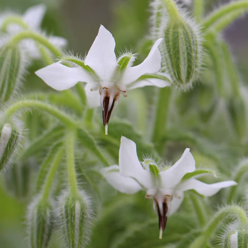 Edible weiß borage blumen