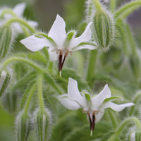 Edible weiß borage blumen