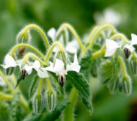 High germination weiß borage samen