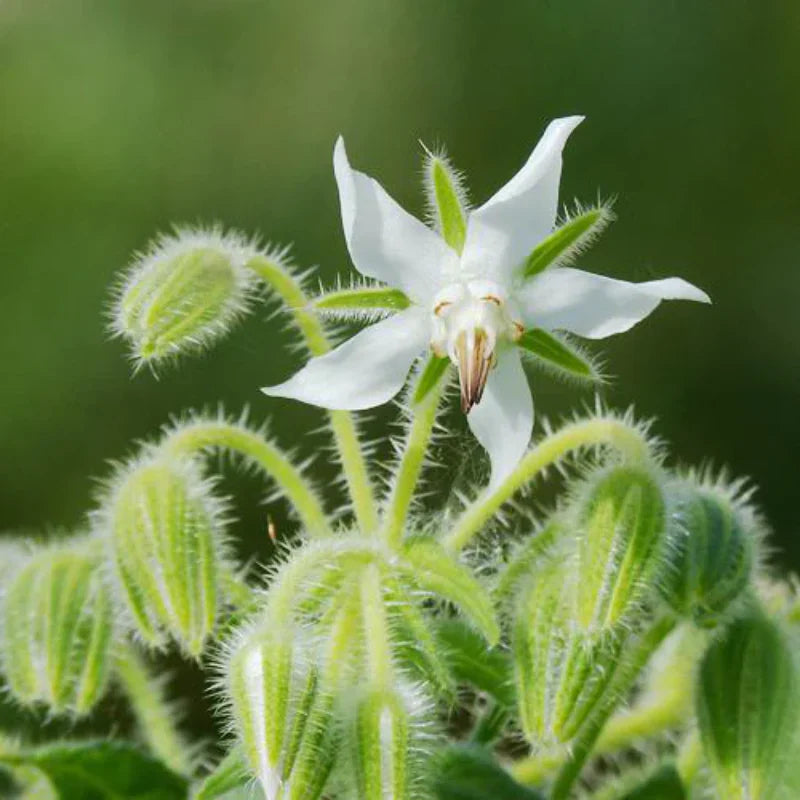 Ornamental weiß borage flowering pflanze