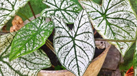 Weiß Caladium Blumensamen zur Aussaat – farbenfroh Schau – Traditionssorte & ohne Gentechnik Samen Hausgarten