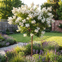 Weiß Crape Myrtle Baum Samen Blumensamen zur Aussaat kompakt Wuchs Traditionssorte & ohne Gentechnik Samen Hausgarten