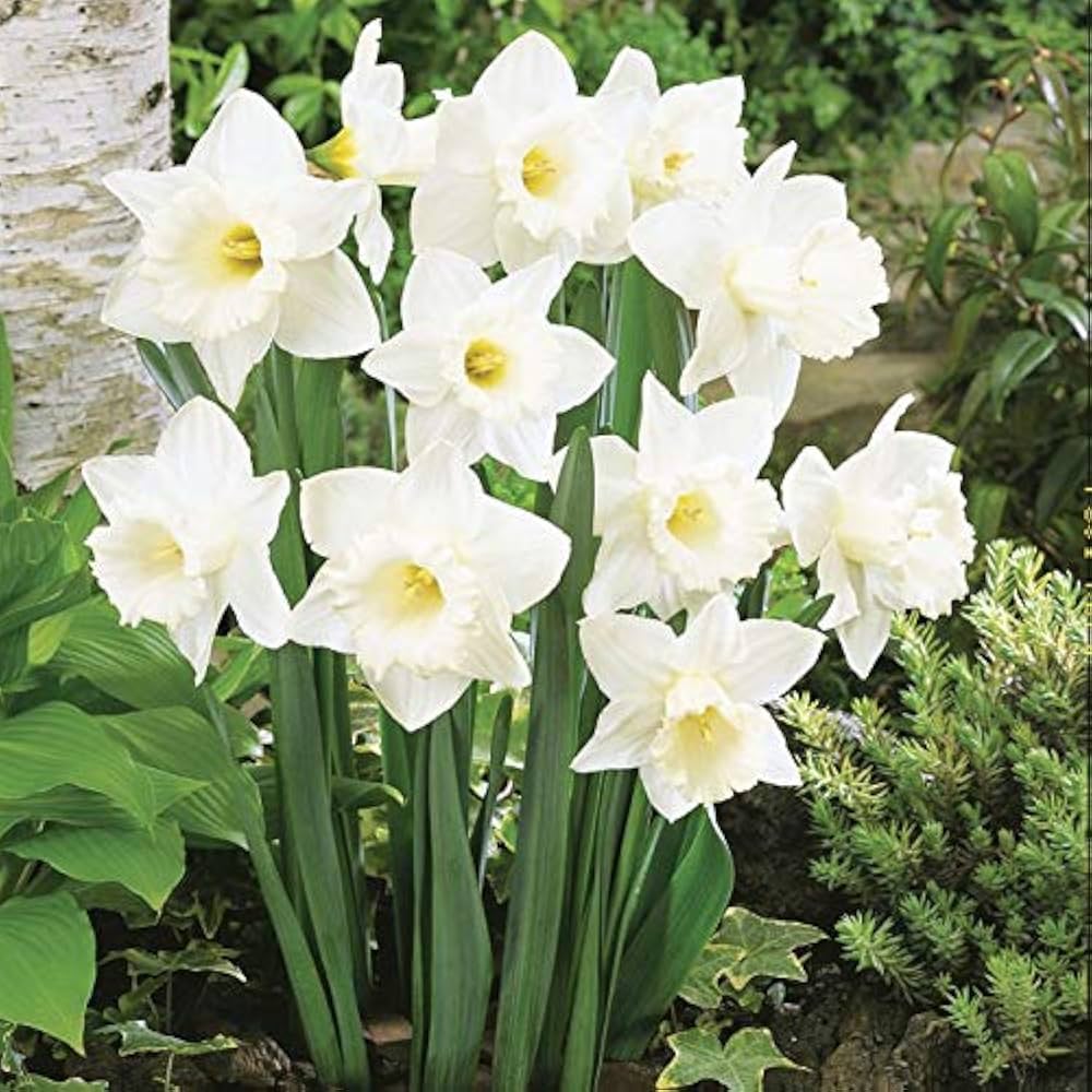 Non gmo weiß daffodils samen
