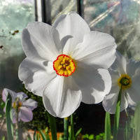 Ornamental weiß daffodils flowering pflanze