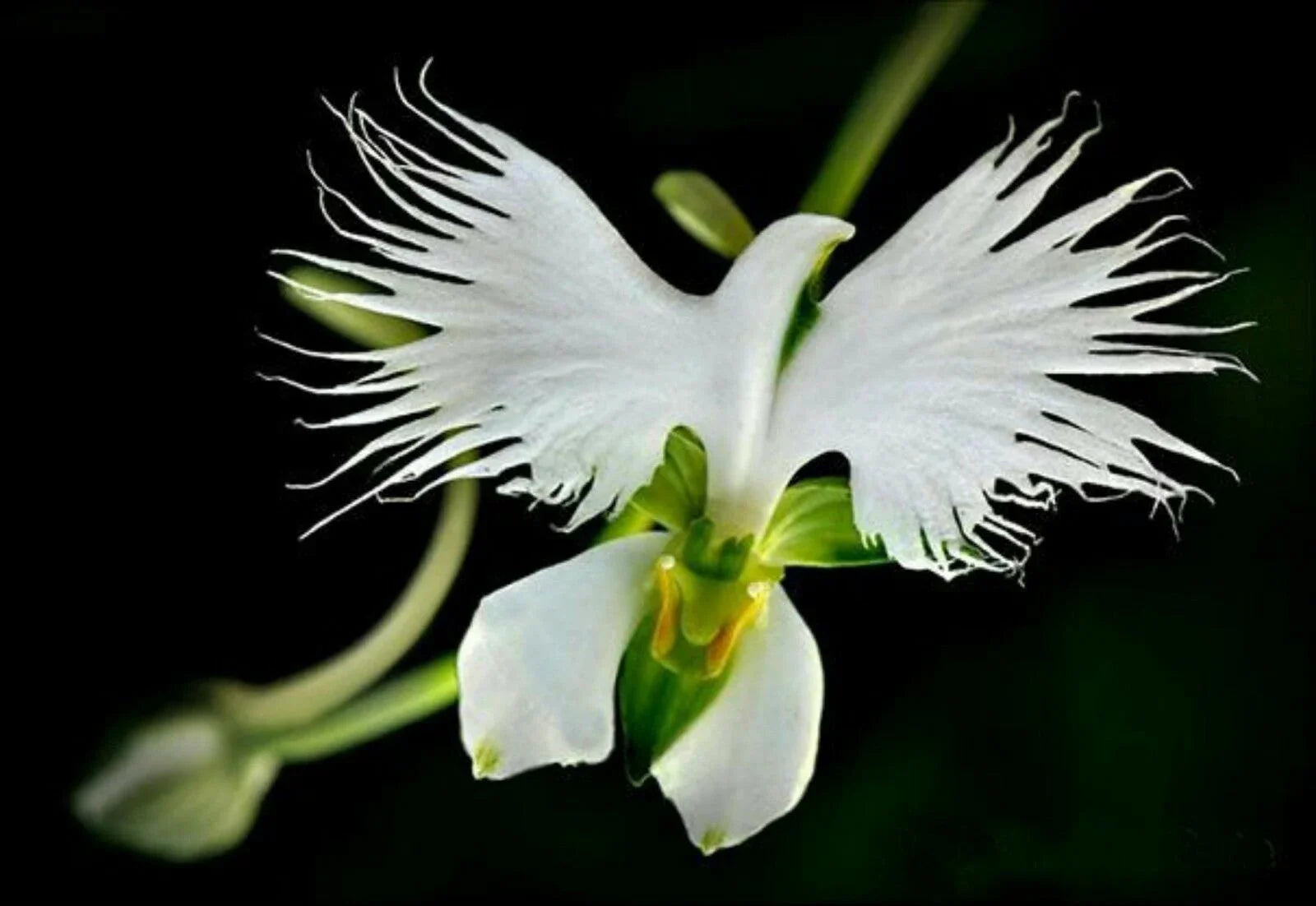 Exotic weiß egret orchid bird-shaped blume