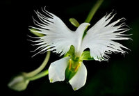 Exotic weiß egret orchid bird-shaped blume