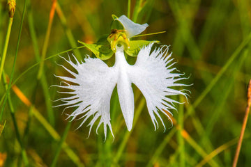 Weiß egret orchid samen for anpflanzung