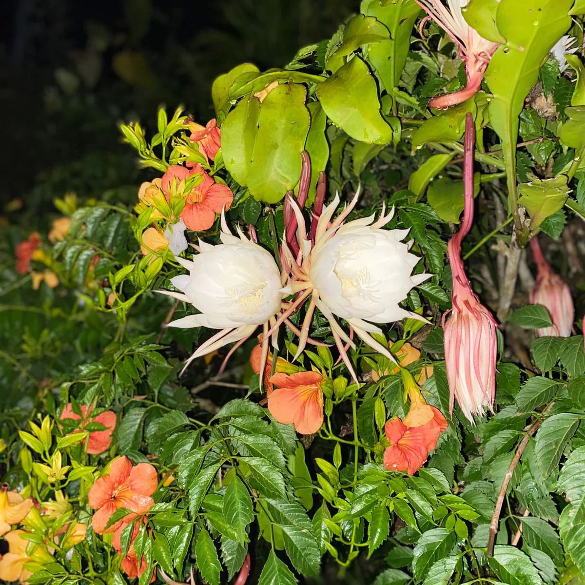 Weiß epiphyllum wachsend in a hanging basket