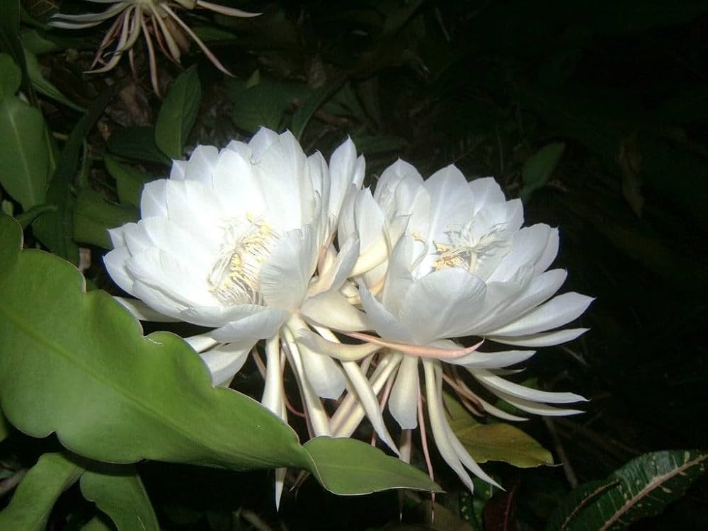 Non-gmo weiß epiphyllum samen
