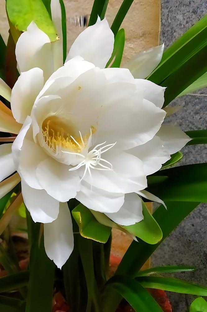 Ornamental epiphyllum pflanze with weiß blooms