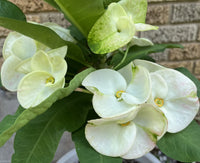 Weiß euphorbia used as border pflanze