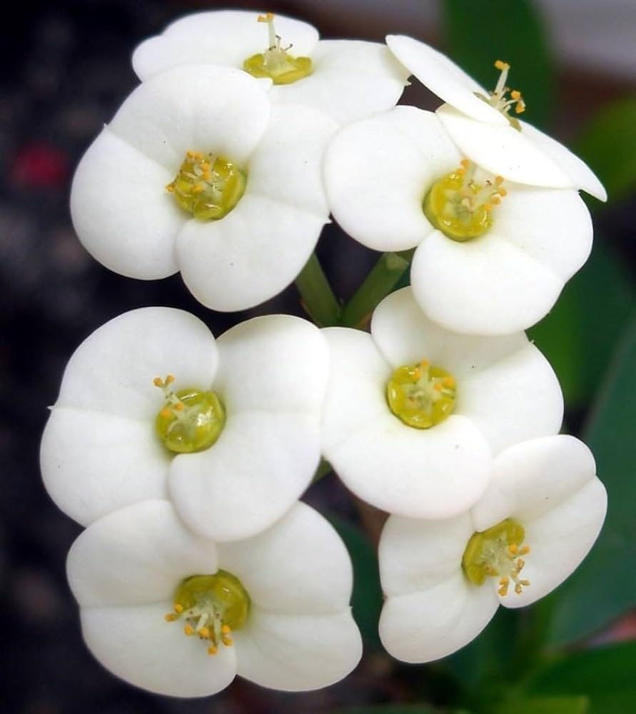Non gmo weiß euphorbia blume samen
