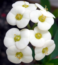 Non gmo weiß euphorbia blume samen