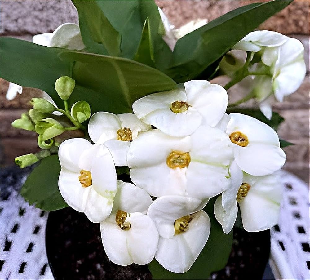 Ornamental weiß euphorbia pflanze for gardens