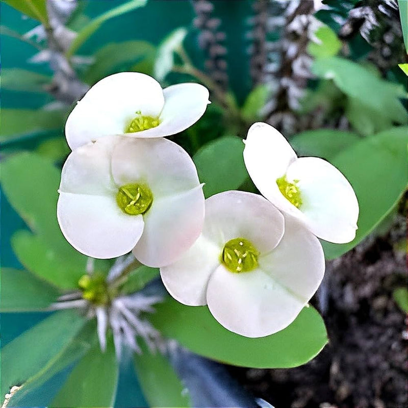 Weiß euphorbia blume samen for anpflanzung