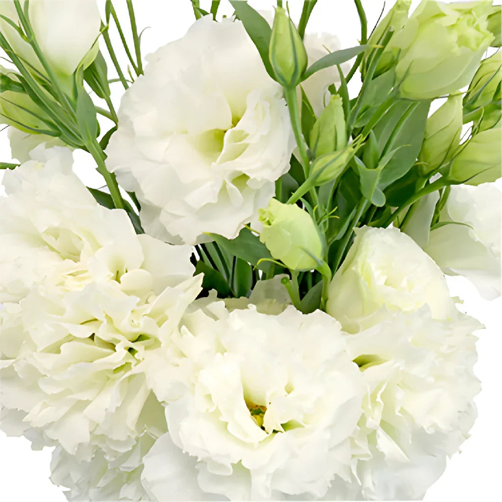 Weiß eustoma used as cut blume