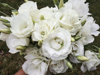 Non gmo weiß eustoma samen