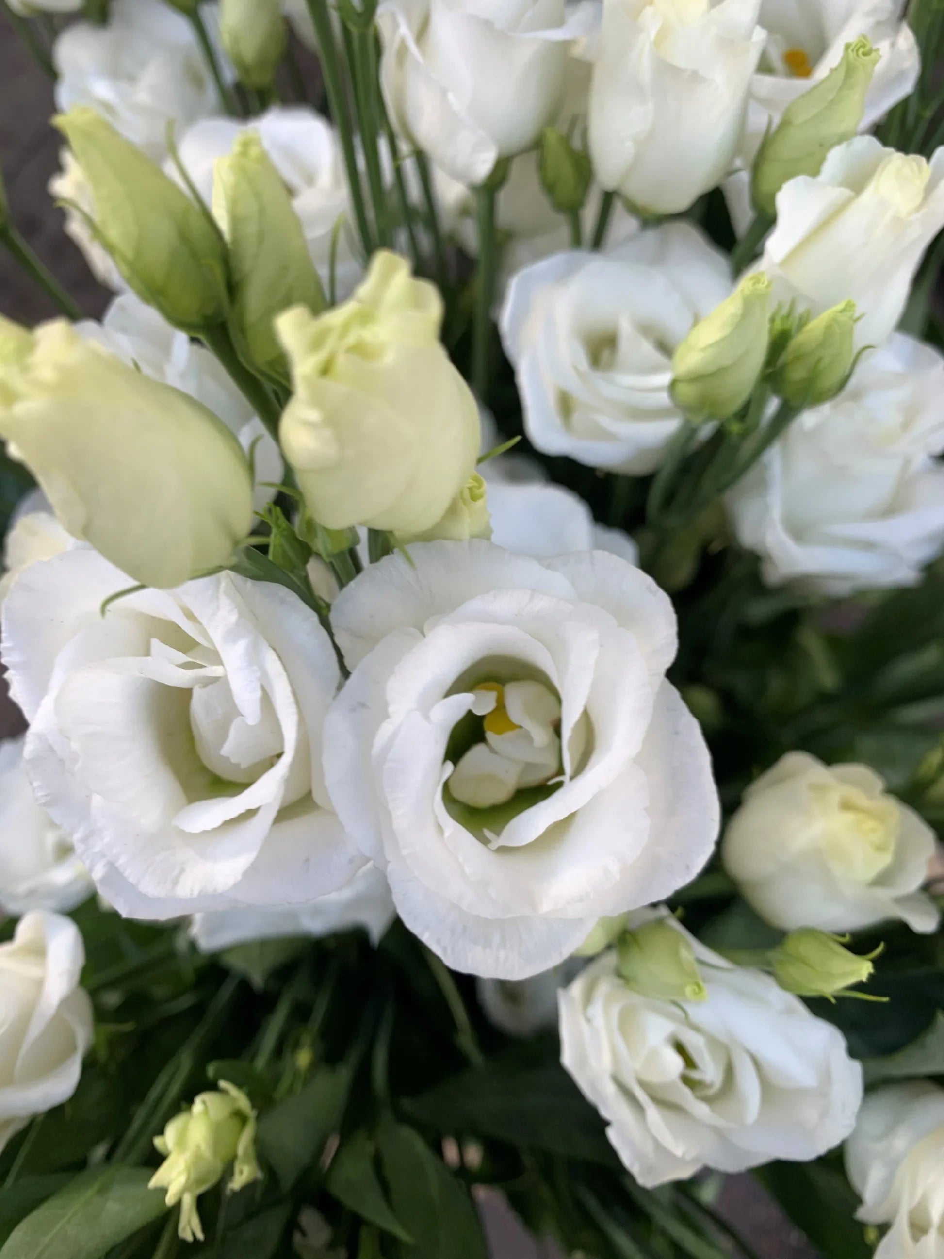 Ornamental weiß eustoma flowering pflanze