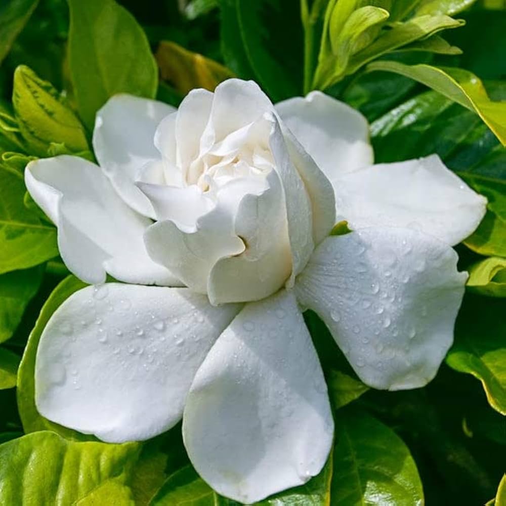 Non-gmo gardenia samen