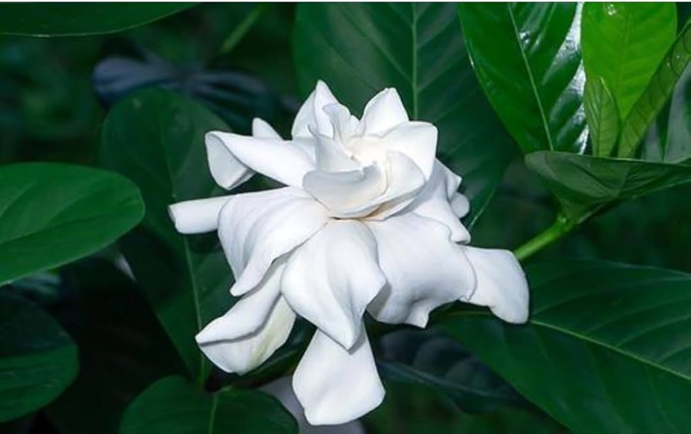 Ornamental gardenia shrub with weiß blooms
