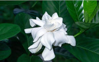 Ornamental gardenia shrub with weiß blooms