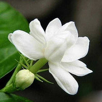 High germination weiß gardenia samen