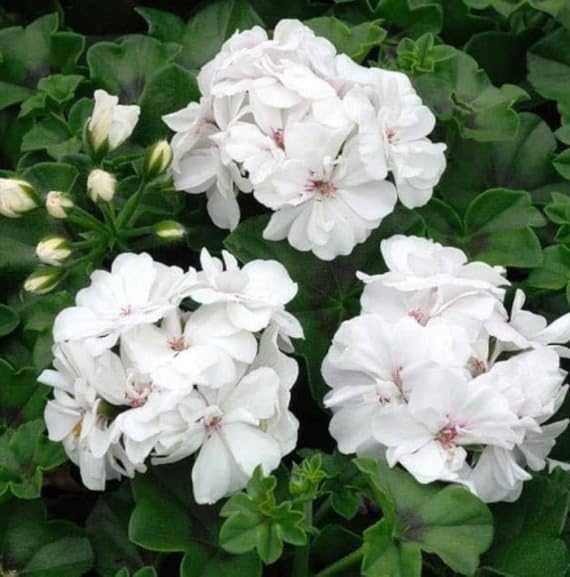Non-gmo weiß geranium pelargonium samen