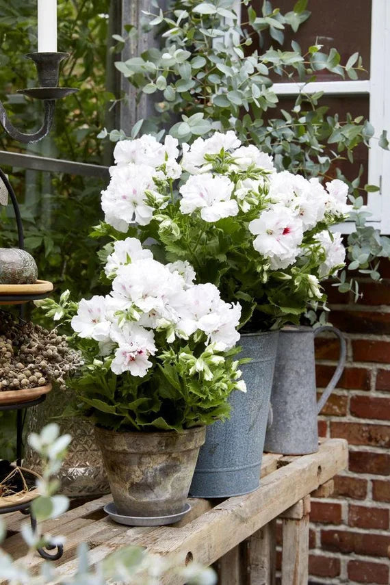 Potted weiß geranium pelargonium pflanze
