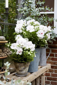 Potted weiß geranium pelargonium pflanze