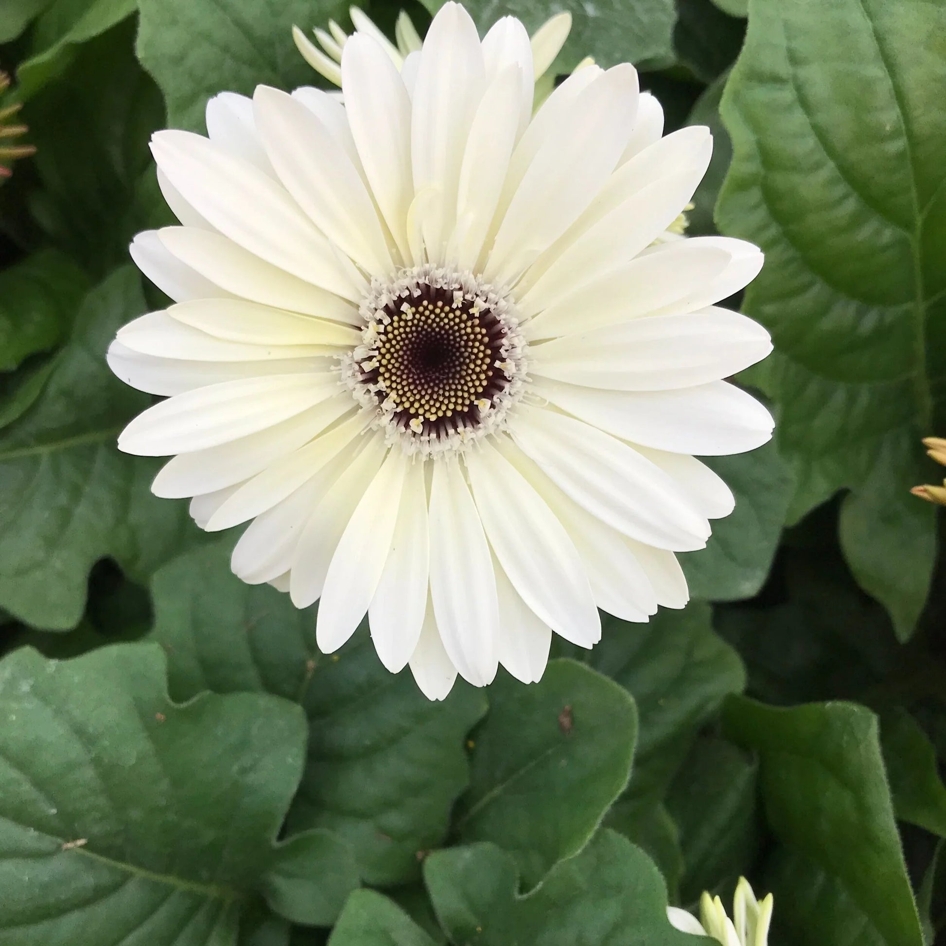 Weiß gerbera vanilla used as cut blumen